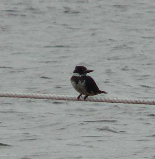 Belted Kingfisher - ML611172408