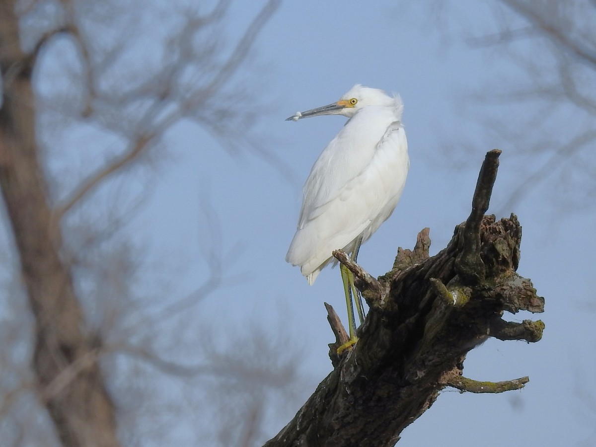 Snowy Egret - ML611172418