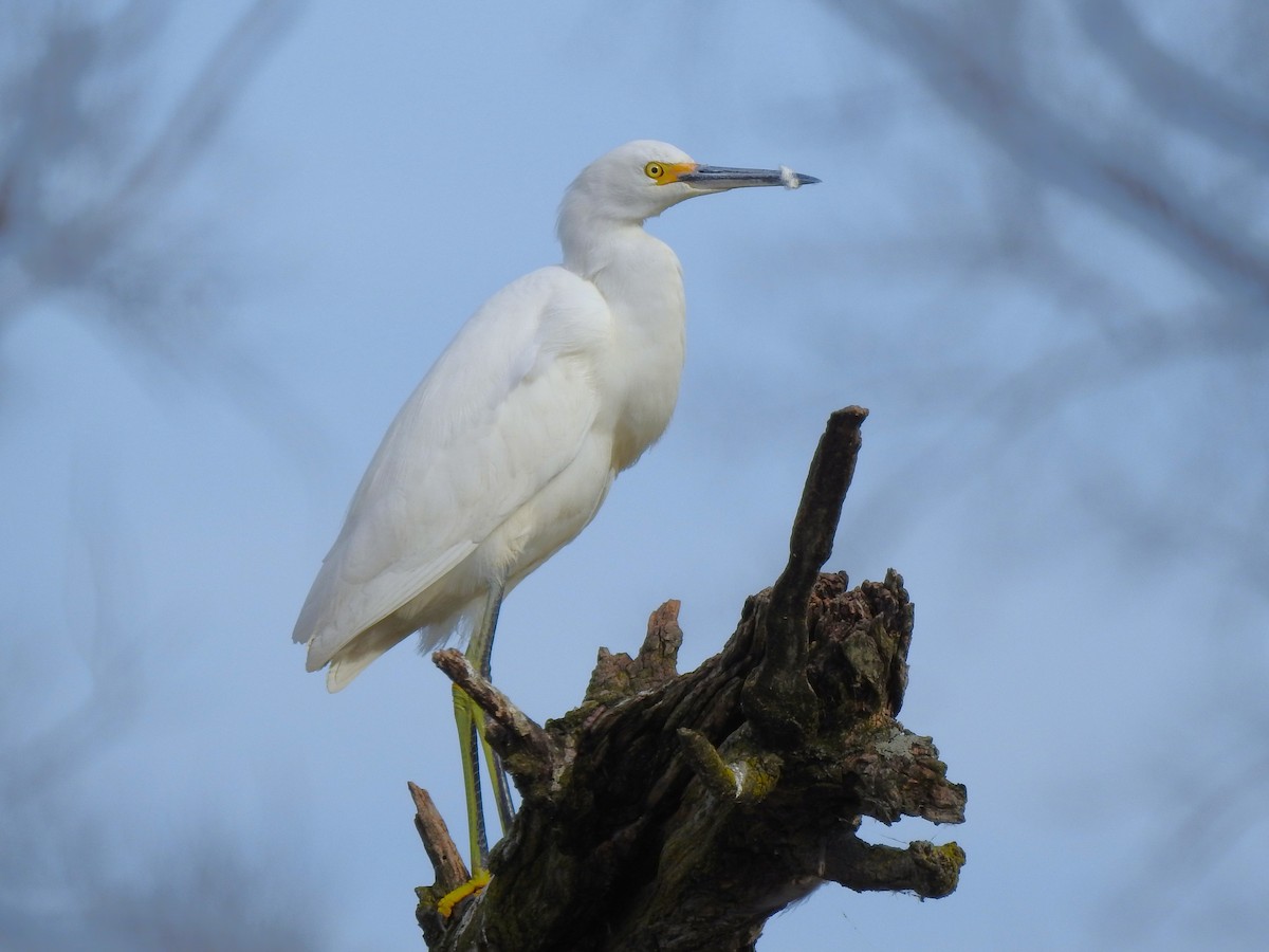 Snowy Egret - Barbara Clise