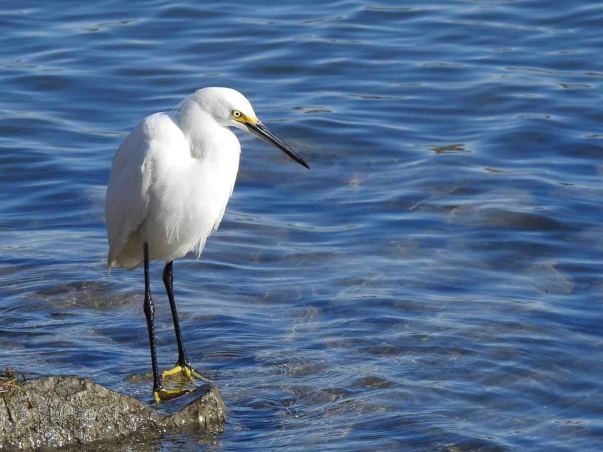 Snowy Egret - Barbara Clise