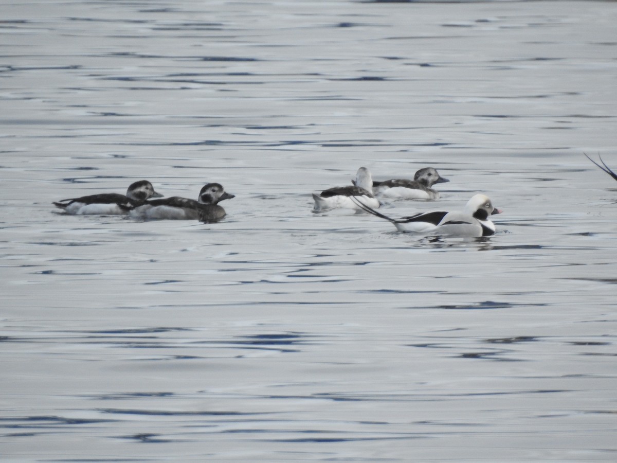 Long-tailed Duck - ML611172498