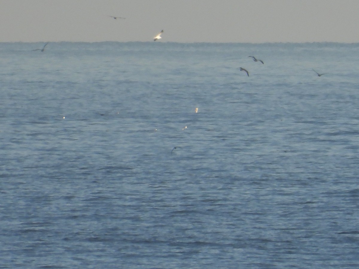 Black-vented Shearwater - ML611172500