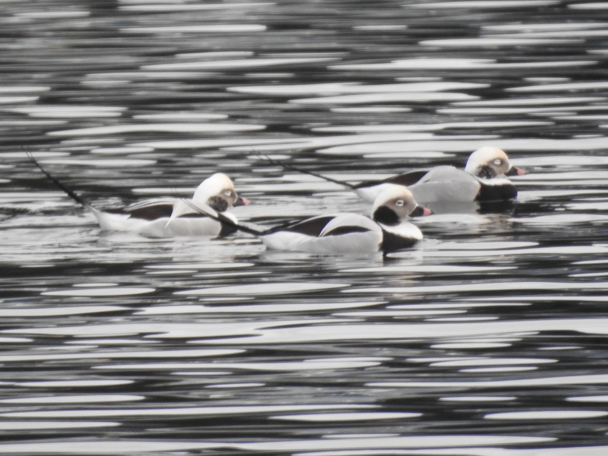 Long-tailed Duck - ML611172502