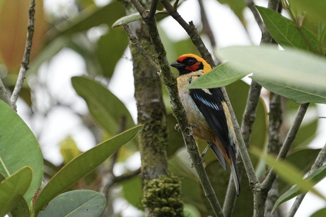 Flame-faced Tanager - ML611172555