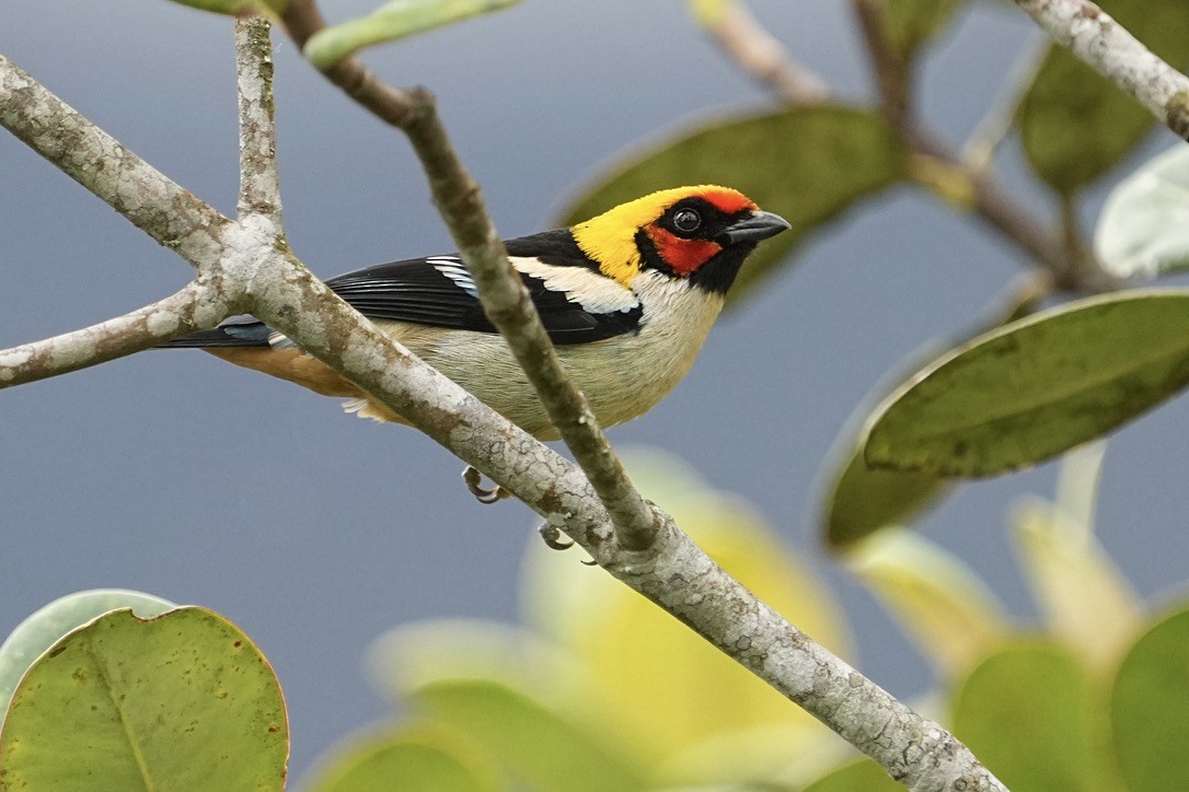 Flame-faced Tanager - ML611172557