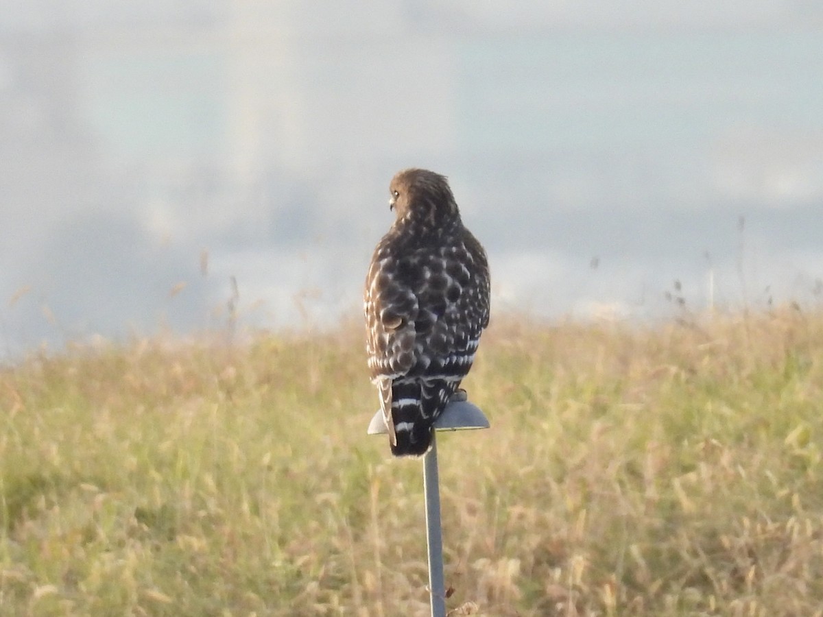 Red-shouldered Hawk - ML611172564