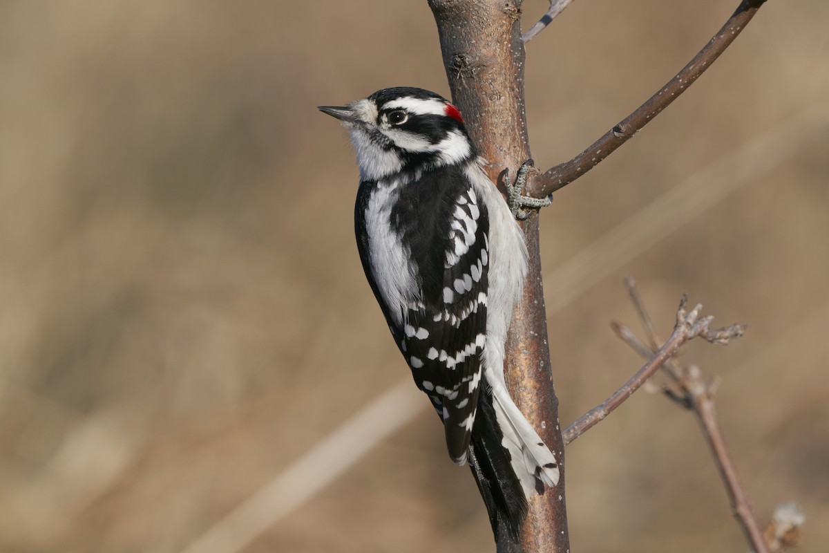 Downy Woodpecker (Eastern) - Dana Siefer