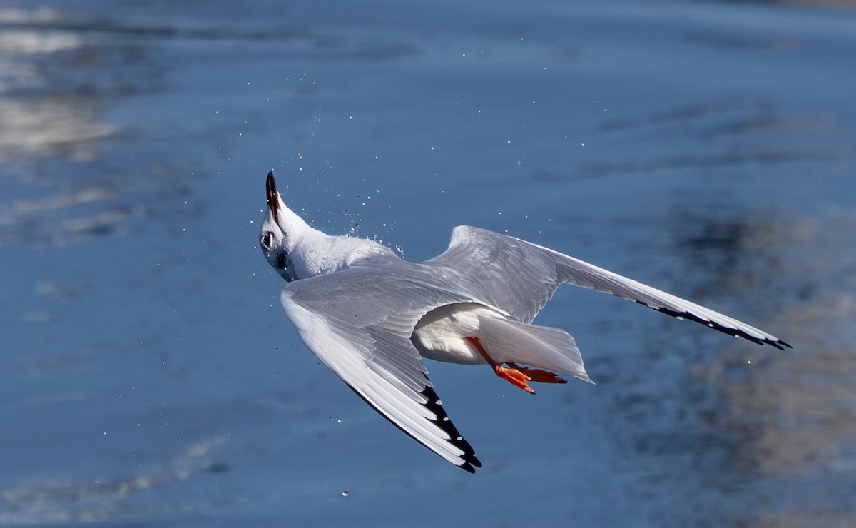 Bonaparte's Gull - ML611172692