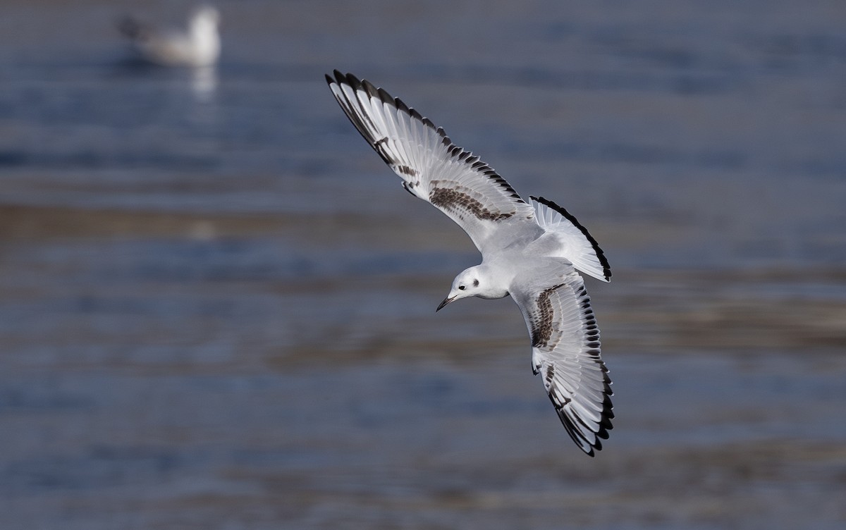 Bonaparte's Gull - ML611172693