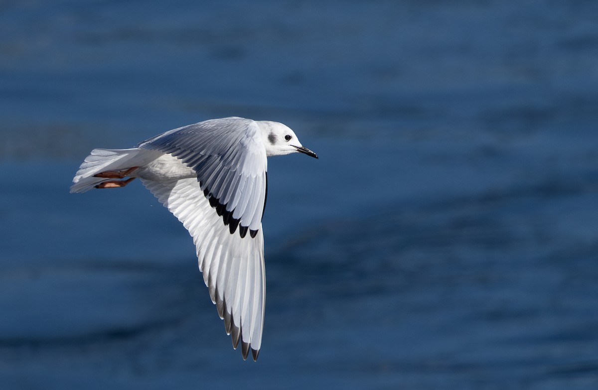 Bonaparte's Gull - ML611172694