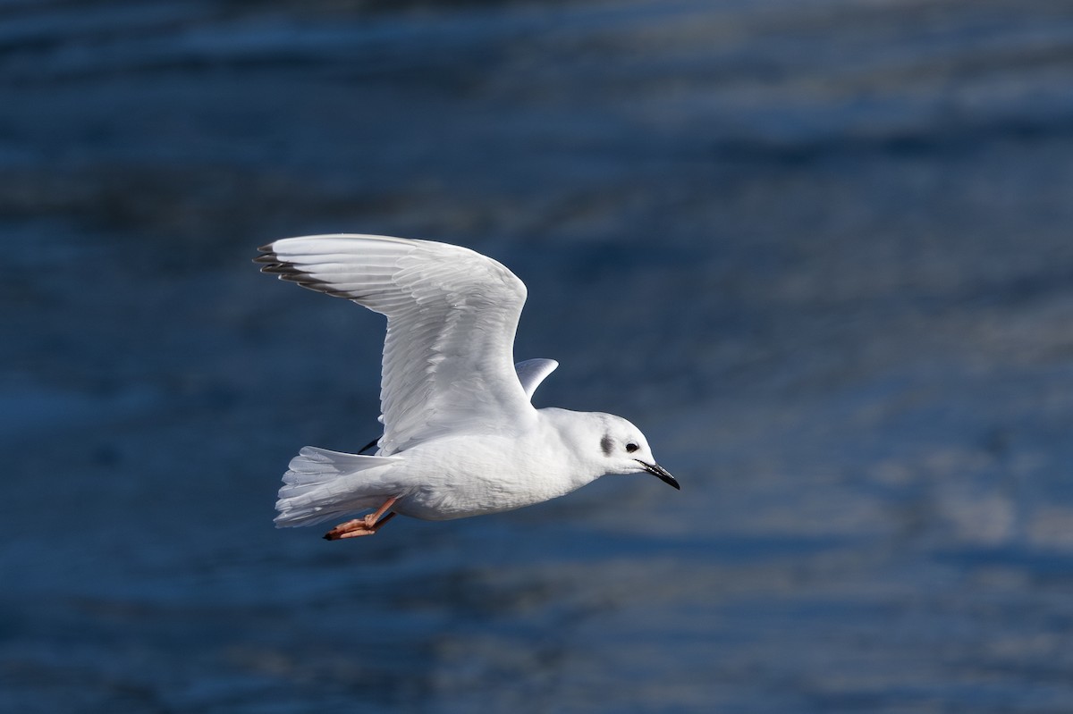 Bonaparte's Gull - ML611172695