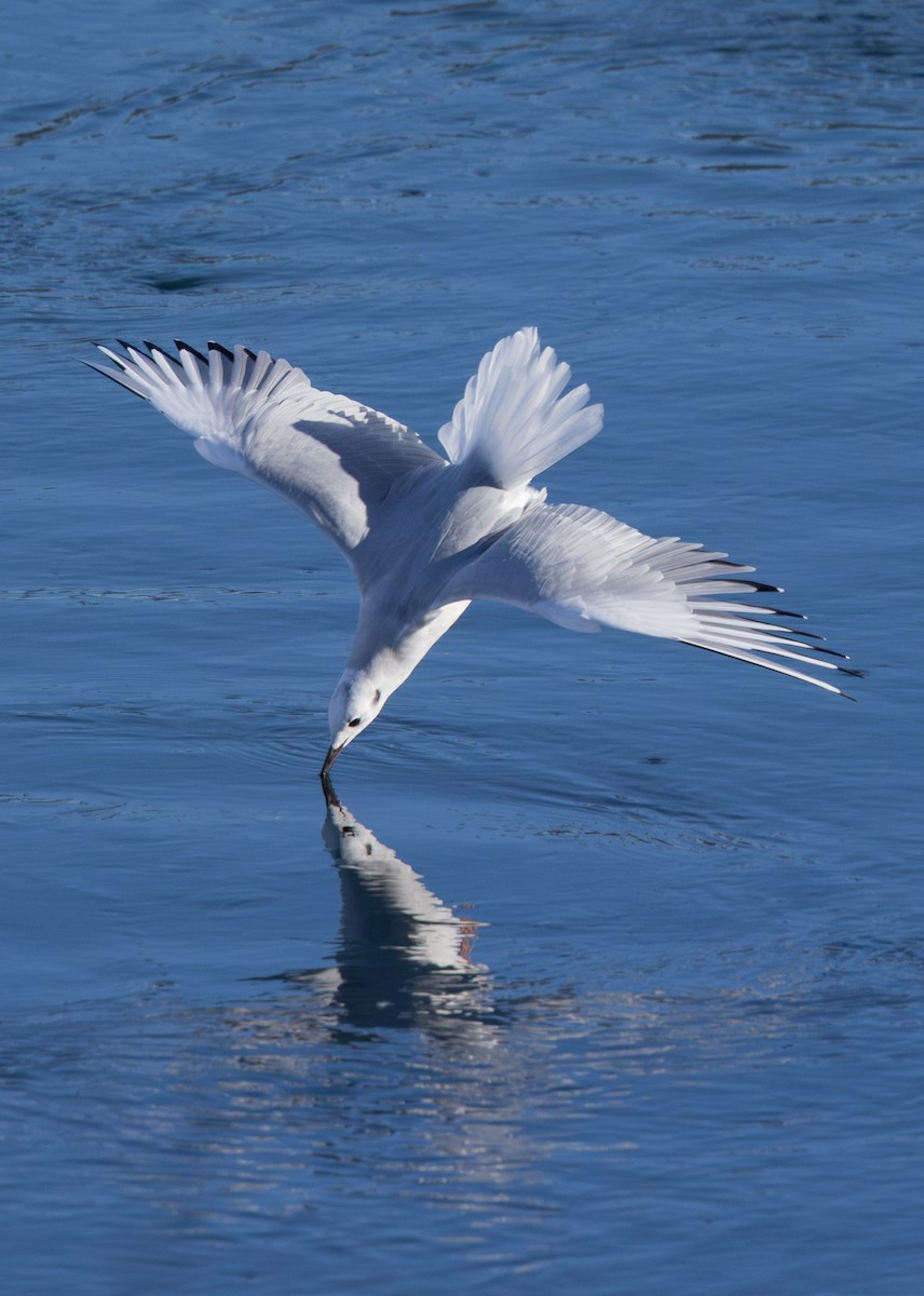 Bonaparte's Gull - ML611172696