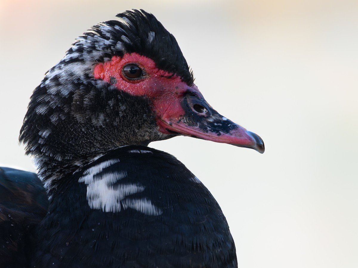 Moskof Ördeği - ML611172702