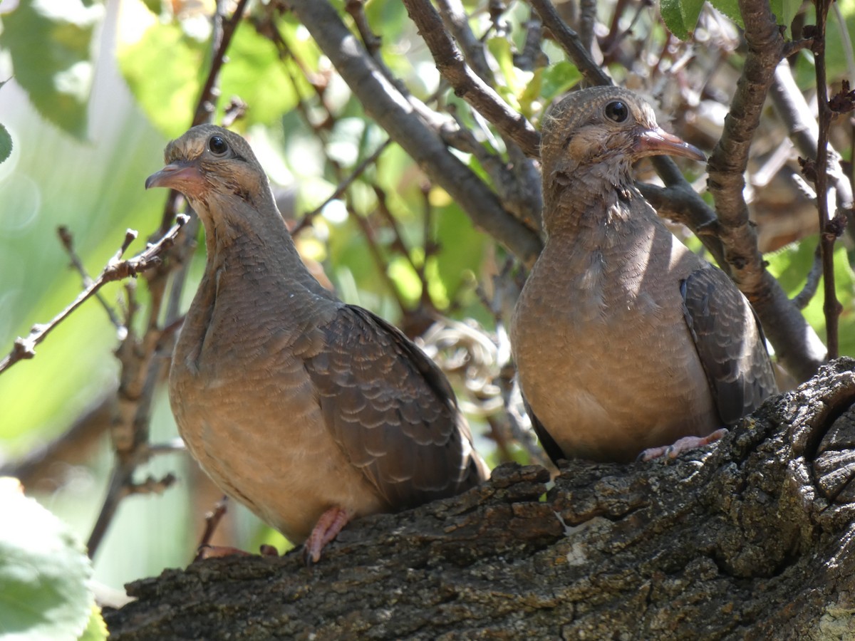 Eared Dove - ML611172770