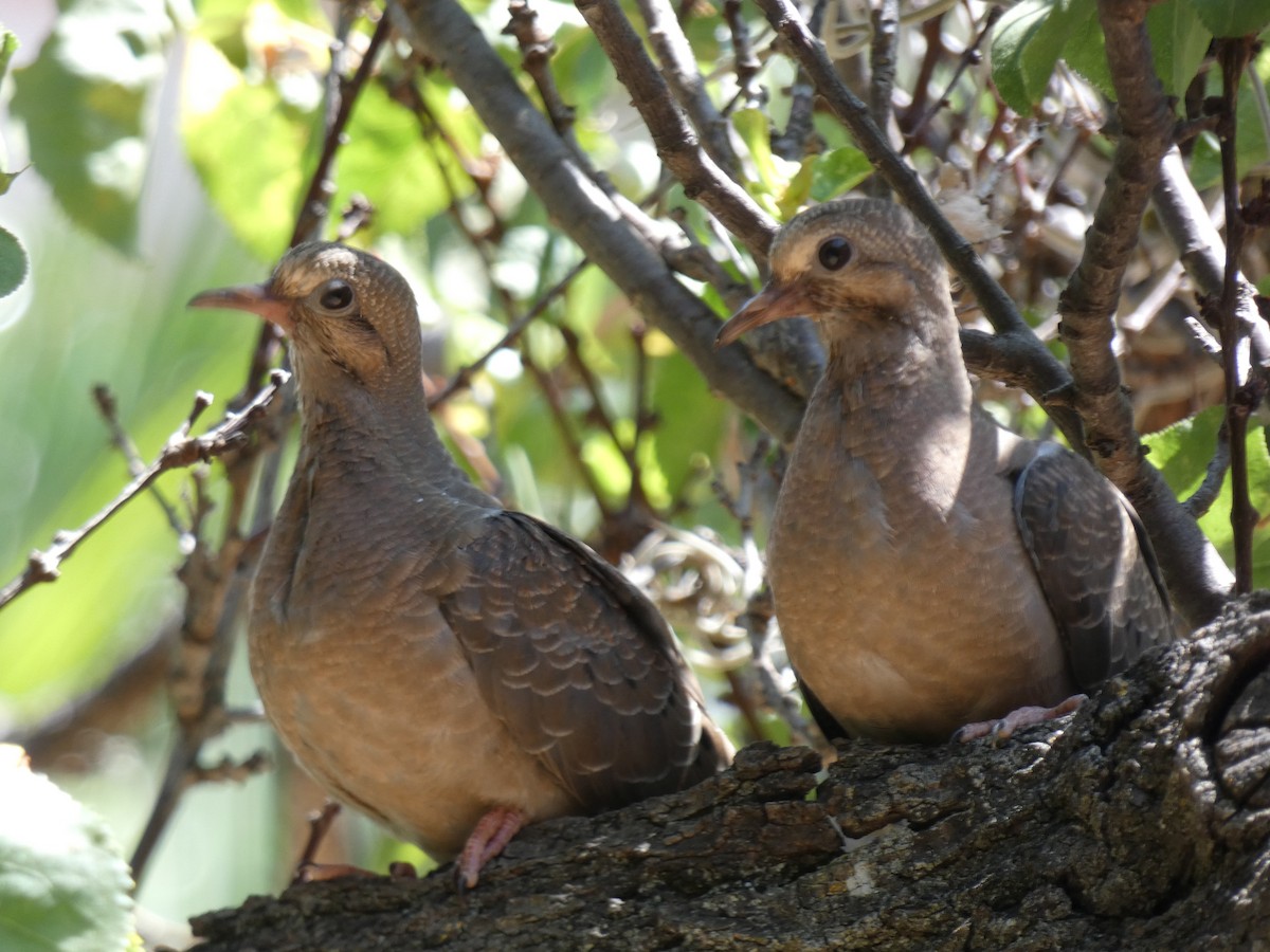 Eared Dove - ML611172771