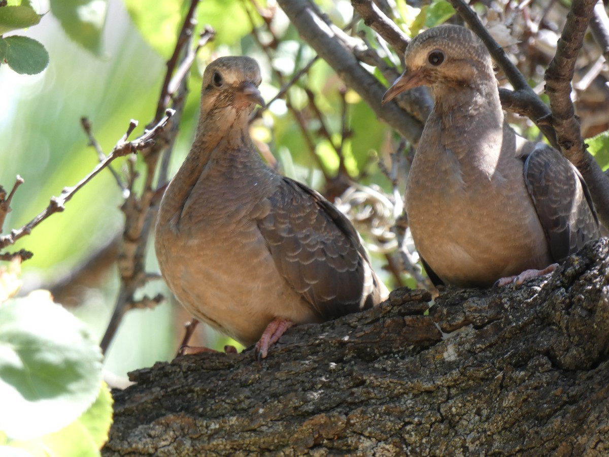 Eared Dove - ML611172772