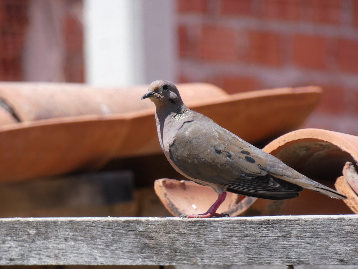 Eared Dove - ML611172775