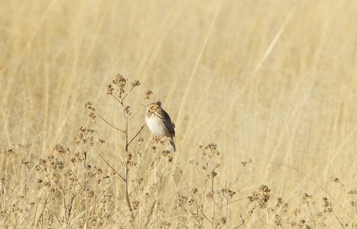 Baird's Sparrow - ML611172794