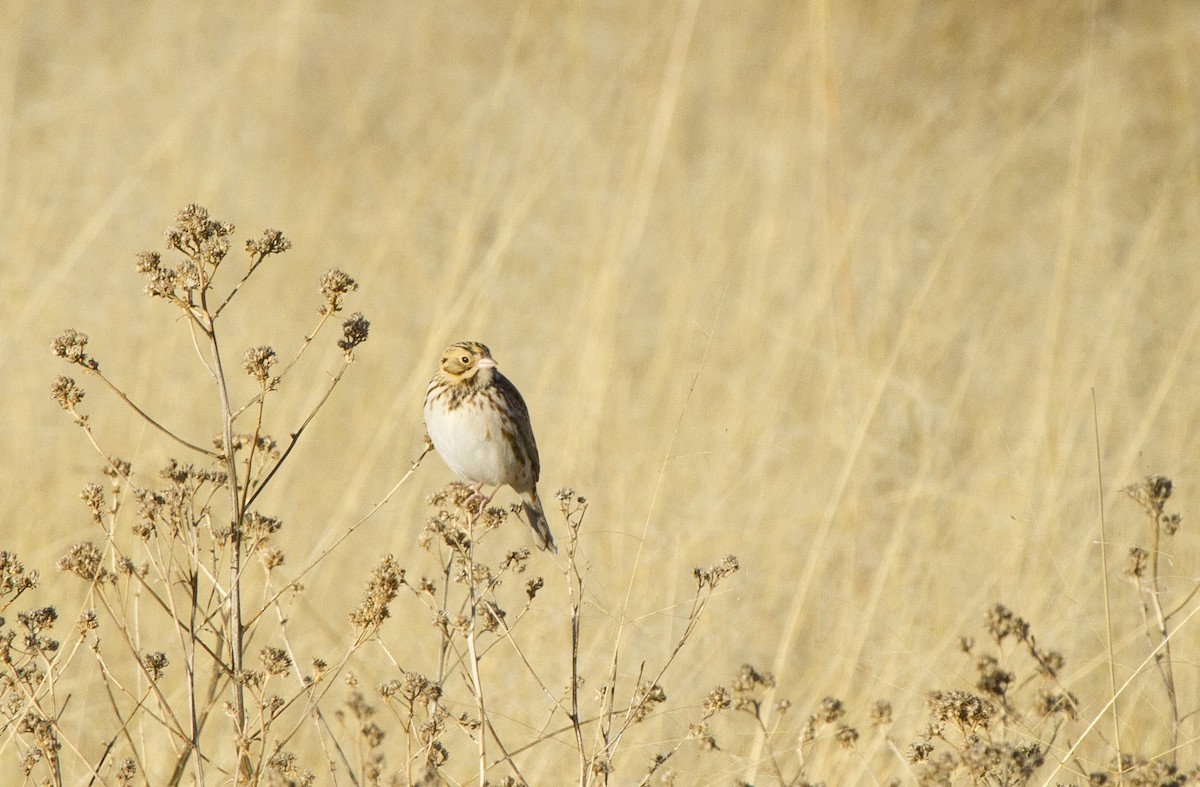 Baird's Sparrow - ML611172796