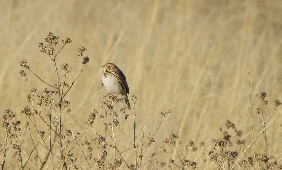 Baird's Sparrow - ML611172799