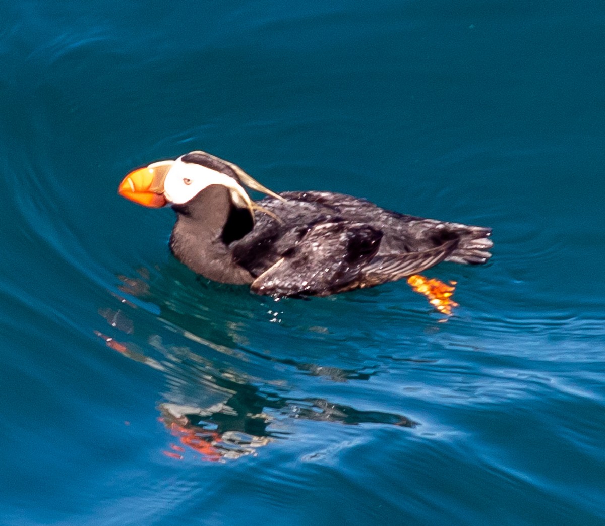 Tufted Puffin - ML611173008