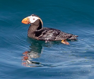 Tufted Puffin - ML611173009