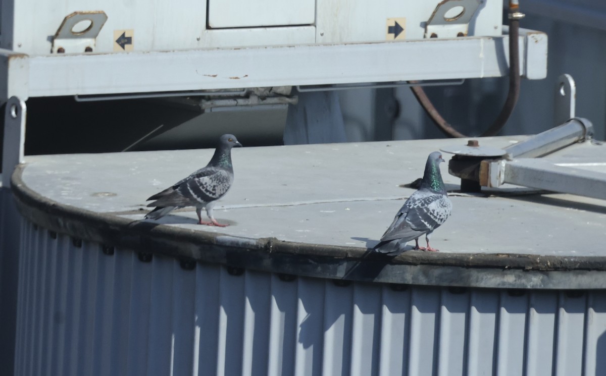 Rock Pigeon (Feral Pigeon) - ML611173027