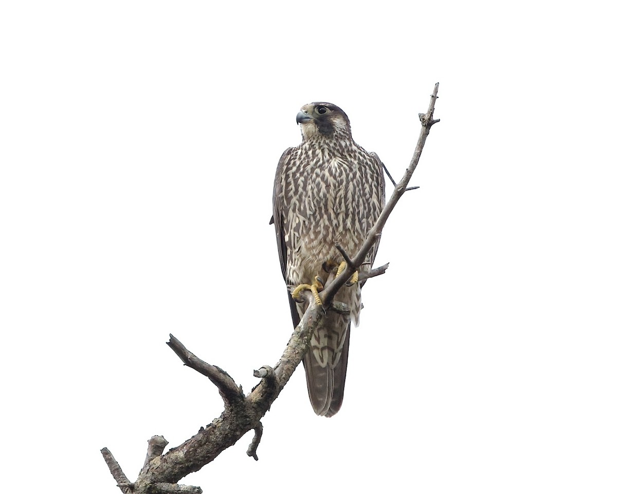 Peregrine Falcon - Terence Degan