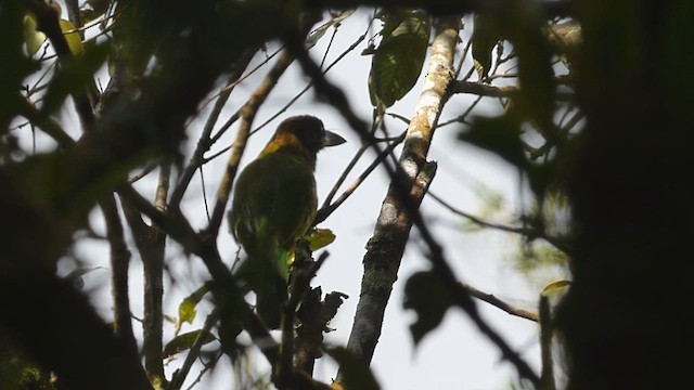 barbet hnědohrdlý - ML611173206