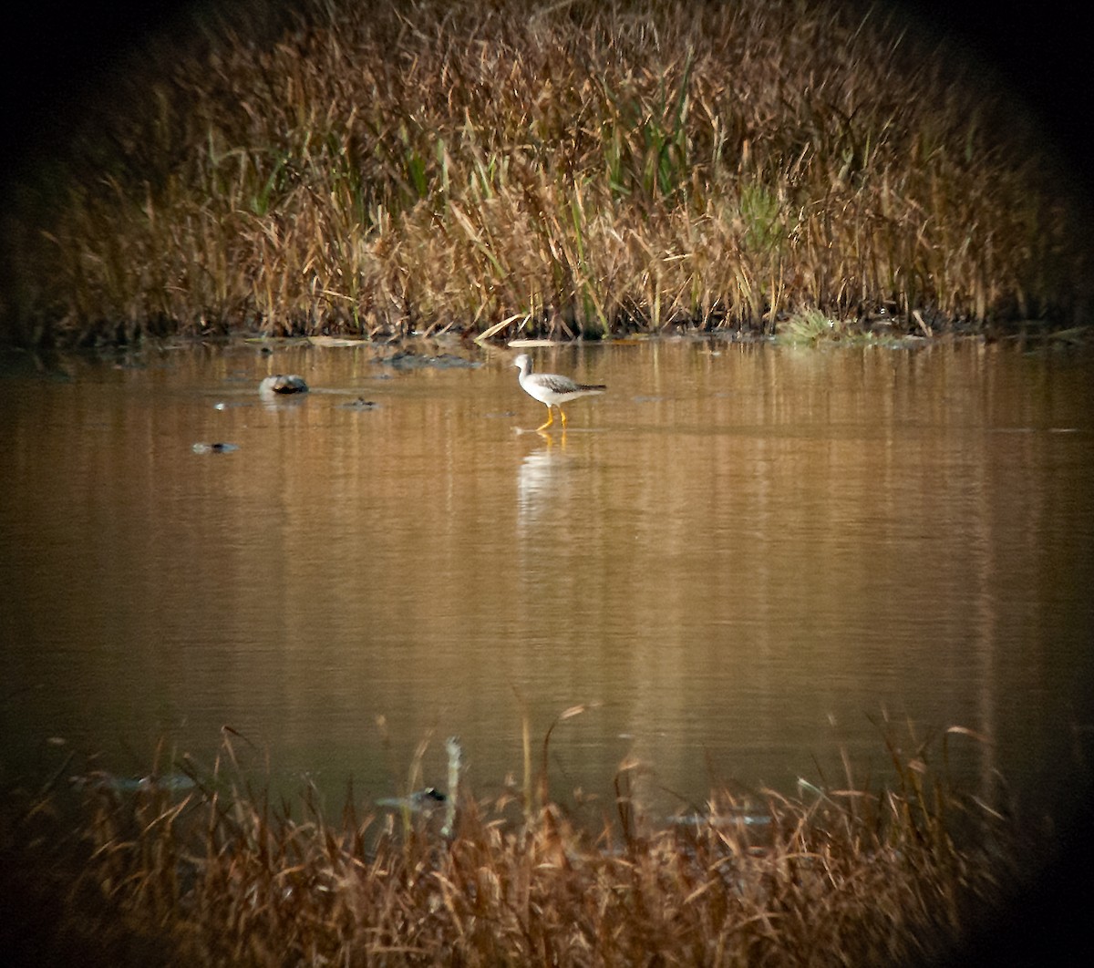 Greater Yellowlegs - ML611173267