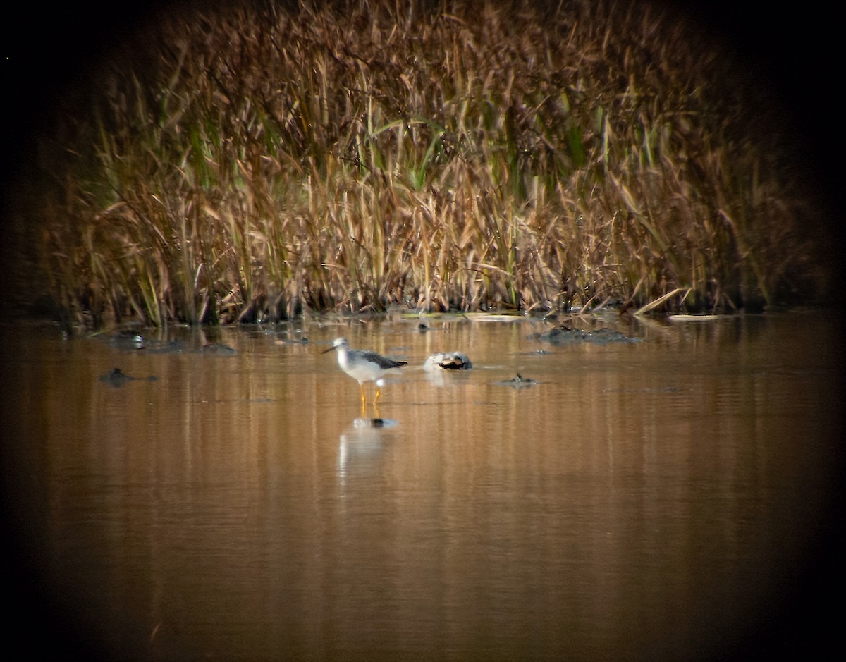 Greater Yellowlegs - ML611173269