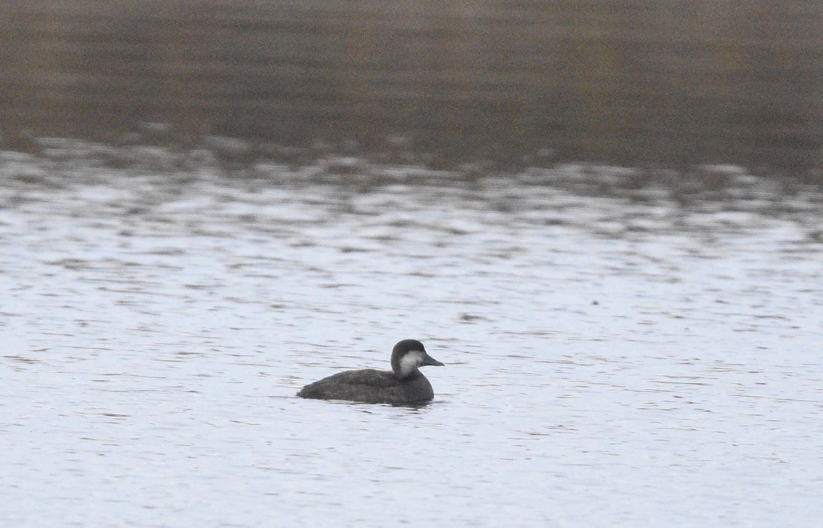 Black Scoter - ML611173357