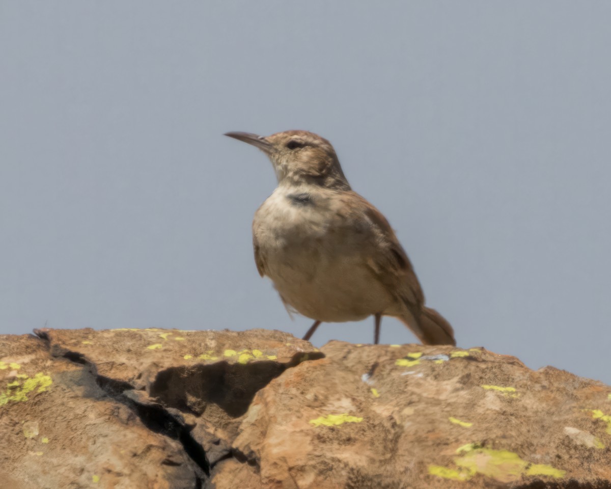 Transvaal Toygarı - ML611173517