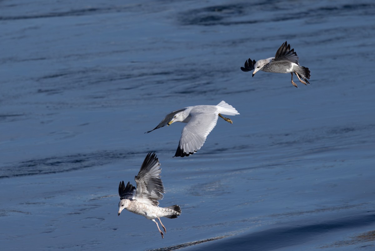 Ring-billed Gull - ML611173529