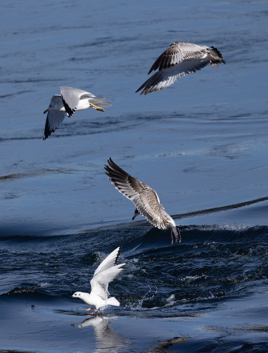 Ring-billed Gull - ML611173534