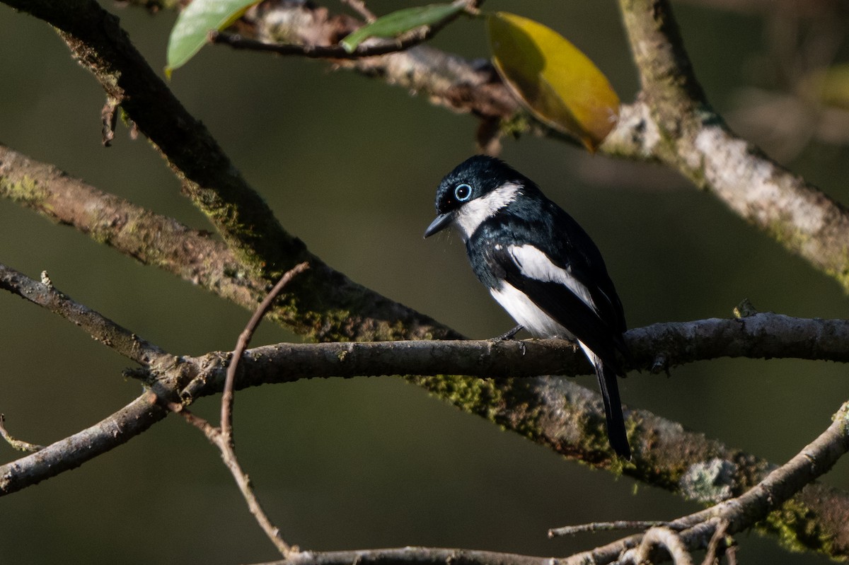 Ward's Flycatcher - ML611173611