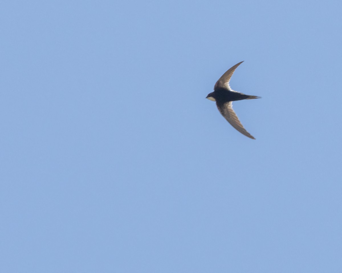 Common Swift - ML611173622