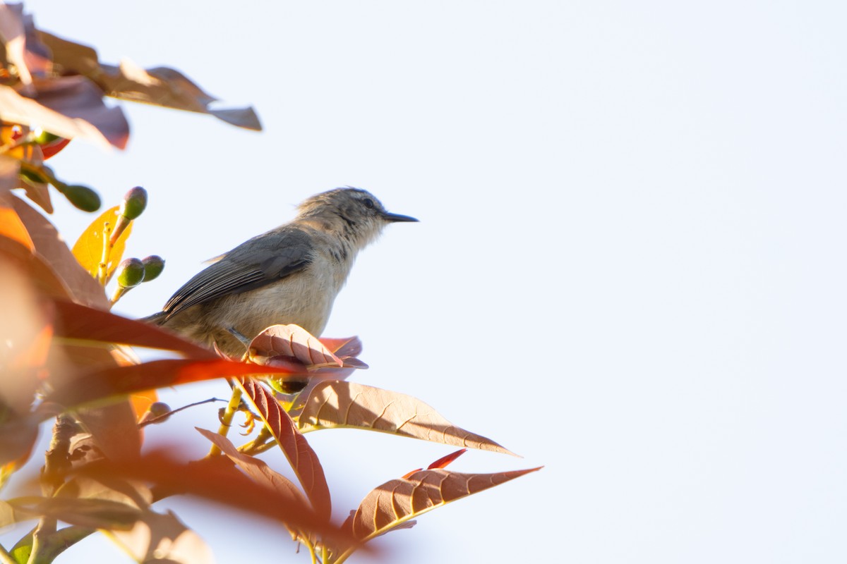 Rand's Warbler - ML611173647