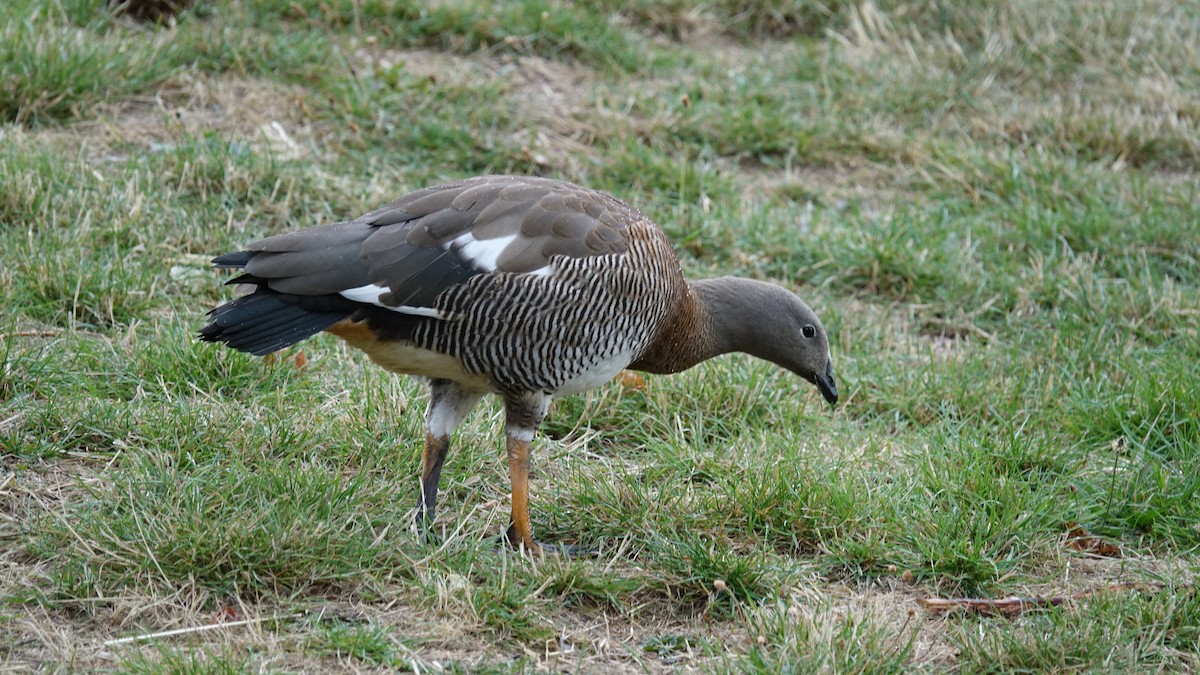 Ashy-headed Goose - ML611173696