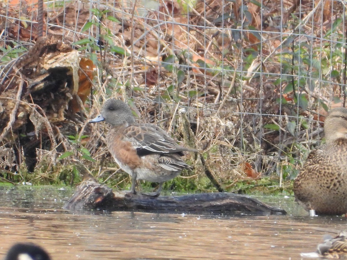 American Wigeon - ML611173714