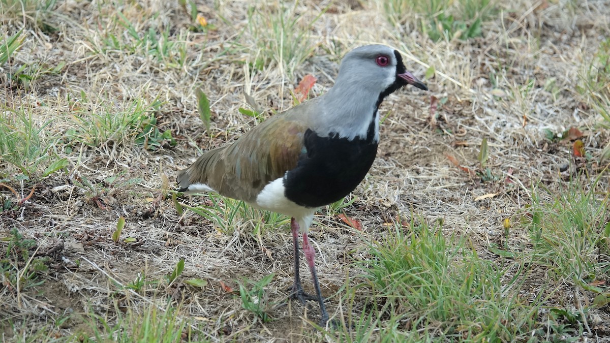 Southern Lapwing - ML611173740