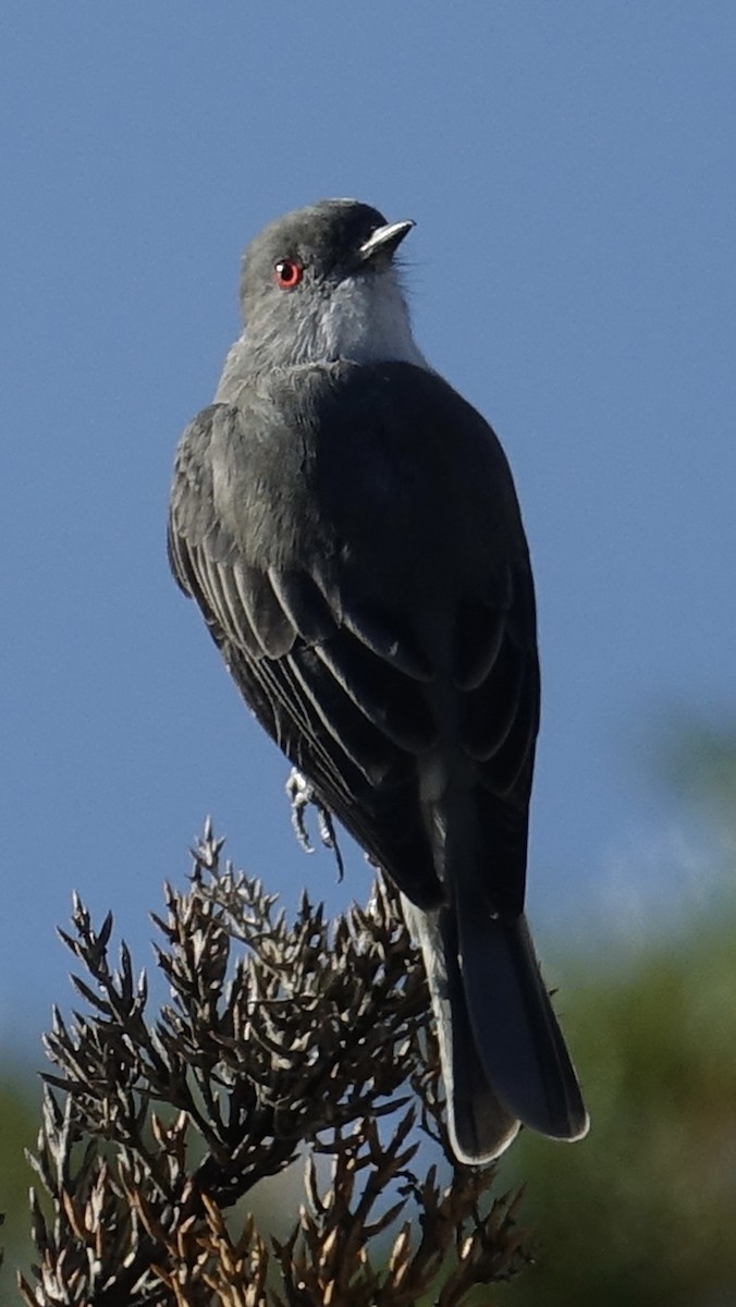 Fire-eyed Diucon - ML611173745