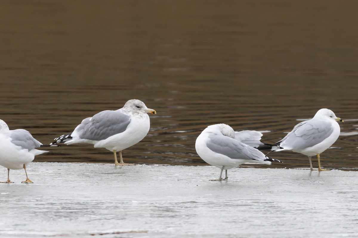 Gaviota Californiana - ML611173801