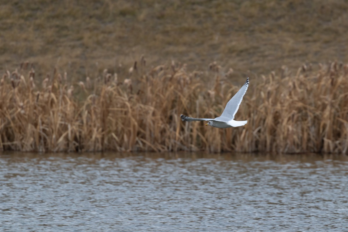 Iceland Gull (Thayer's) - ML611173804