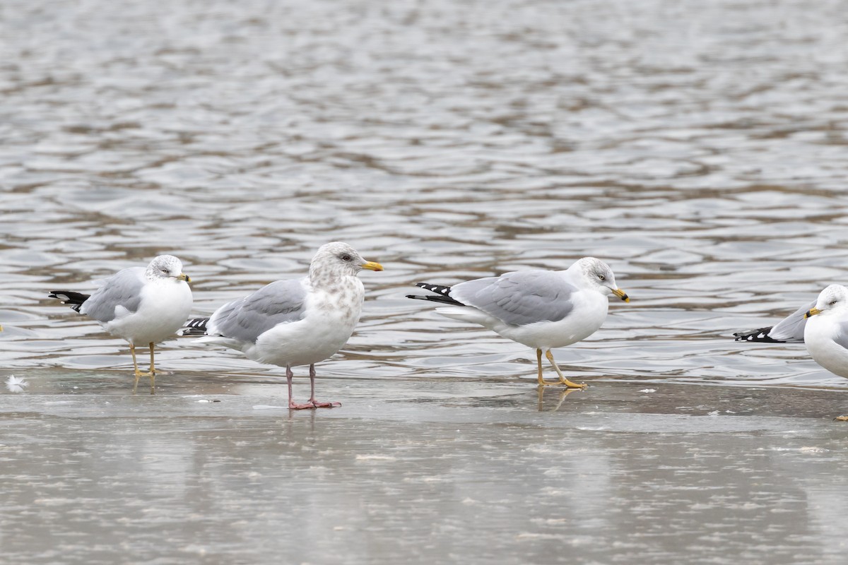 Gaviota Groenlandesa (thayeri) - ML611173813