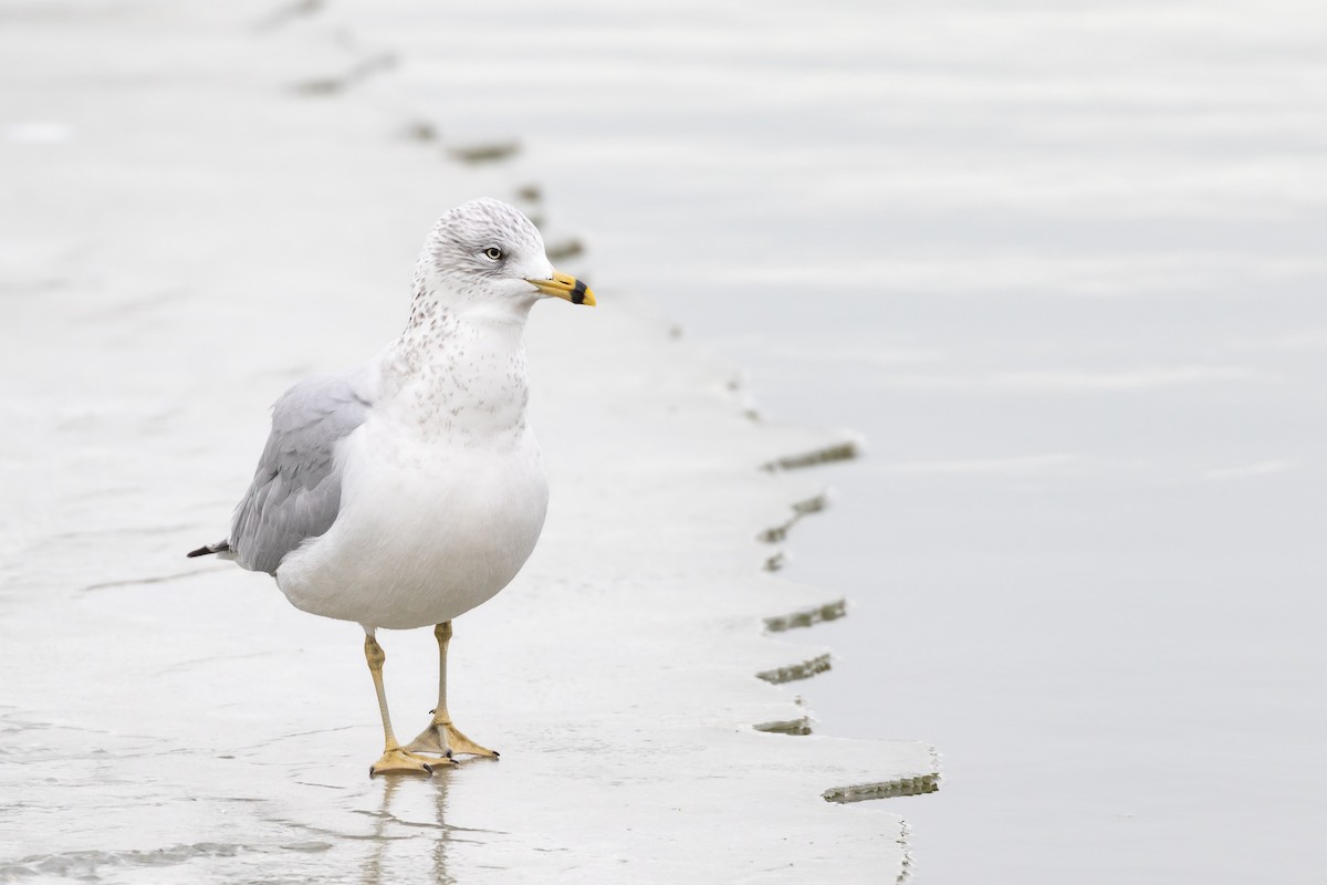 Ring-billed Gull - Aaron Roberge