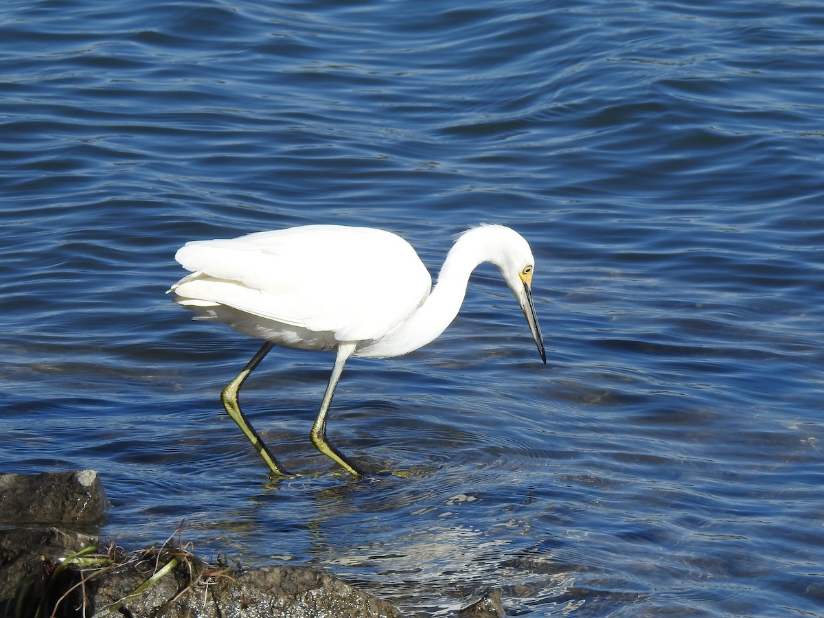 Snowy Egret - ML611173840