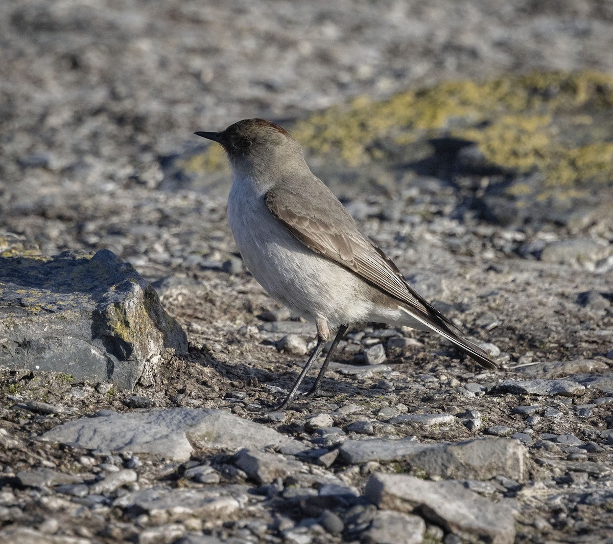 Dark-faced Ground-Tyrant (maclovianus) - Mouser Williams