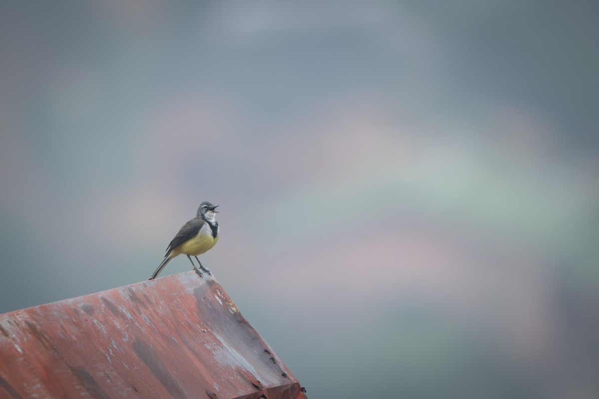 Madagascar Wagtail - ML611173949
