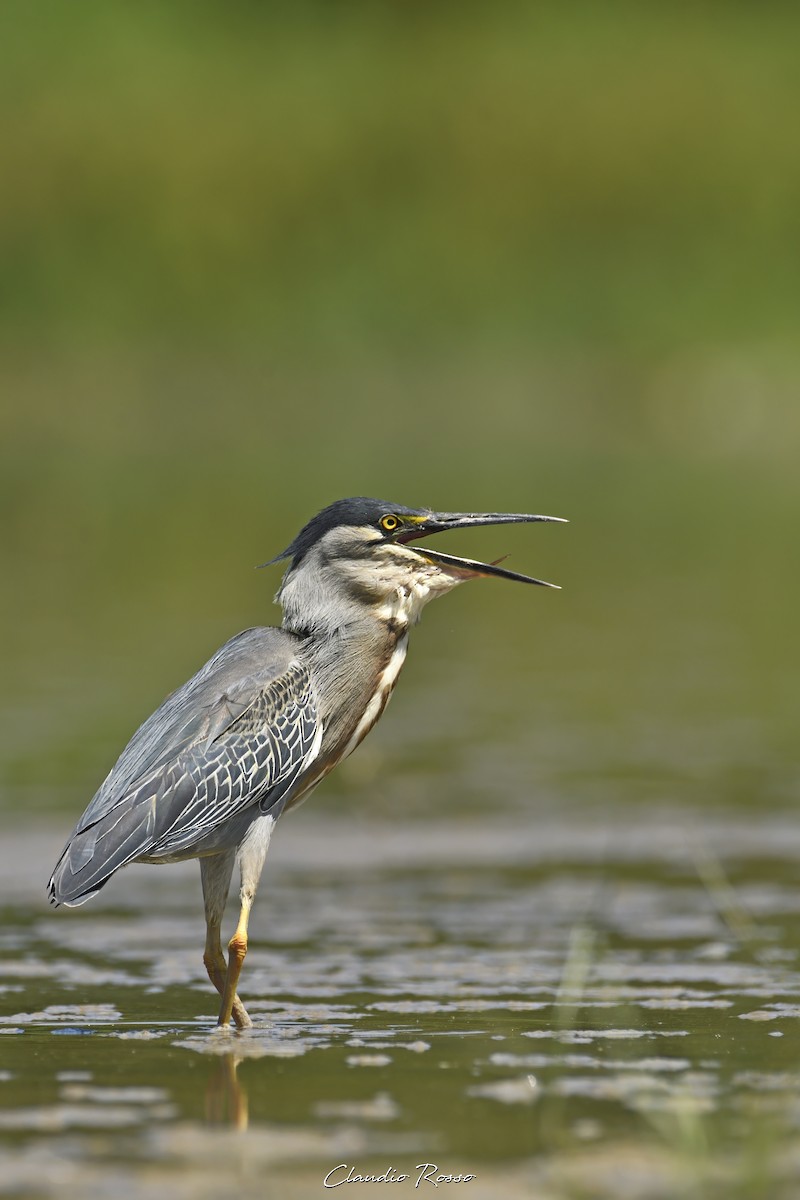 Striated Heron - Claudio Rosso